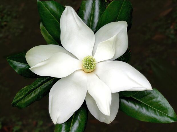 Close up of a white magnolia tree flower with green leaves on a dark background