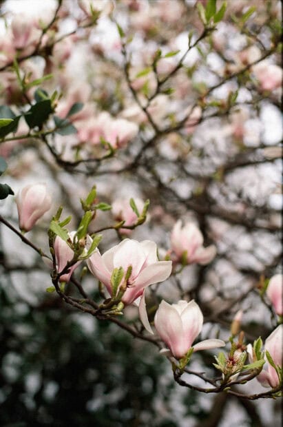 Close up of magnolia tree branches with blooming flowers in soft light
