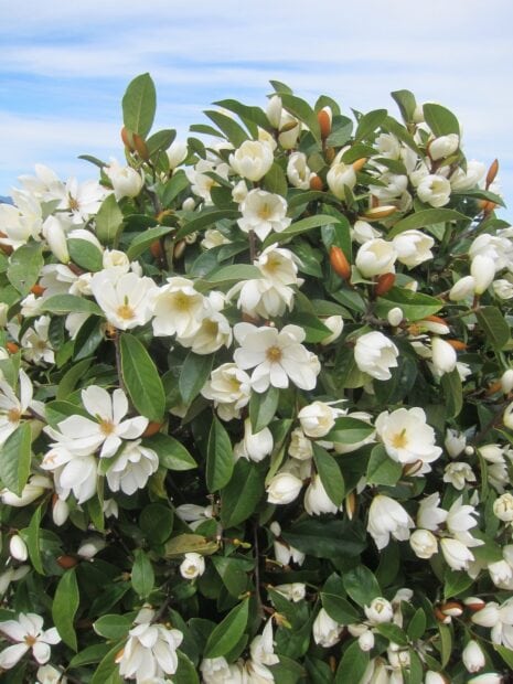 Close up of magnolia tree with white flowers and green leaves on a clear blue sky background