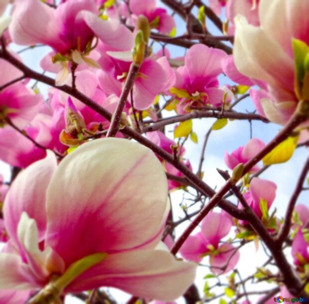 Close up of magnolia tree blooming pink flowers on branches