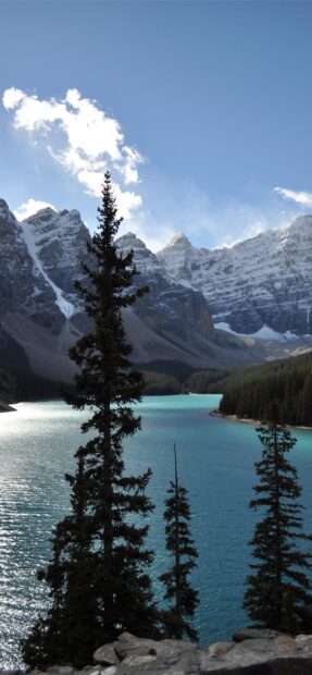Tall pine trees by Moraine Lake under snow capped Rocky Mountains