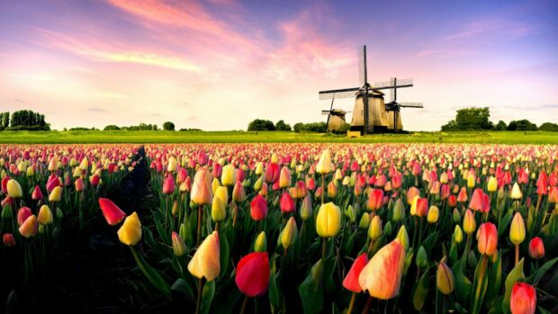 Colorful tulip field with windmills in Netherlands landscape during sunset