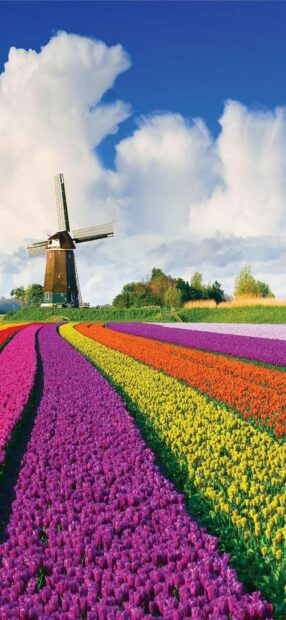 Colorful tulip fields and a windmill under a blue sky in Netherlands