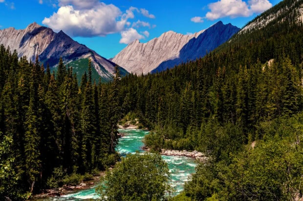 Crystal clear river flowing through dense green forest and rocky mountains in North America