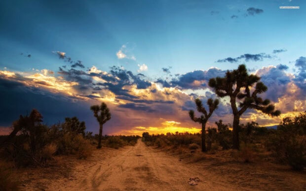 Desert landscape with Joshua trees under dramatic sunset sky in North America