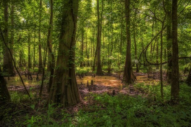 Lush green forest in North Carolina with tall trees and swampy water