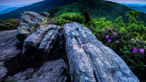 Large rock formations and blooming rhododendrons in the North Carolina mountains