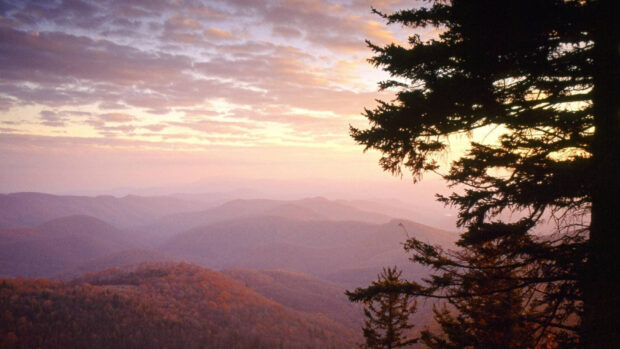 Mountain ranges in North Carolina with a tree silhouette at sunset