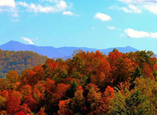 Vibrant autumn foliage covering the North Carolina hills under a bright blue sky