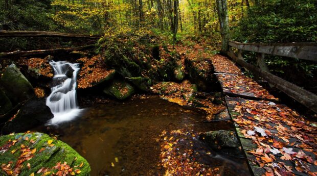 A serene forest scene in North Carolina with a small waterfall and a wooden bridge covered in autumn leaves