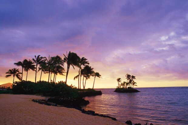 Sunset sky over palm trees and ocean in Oahu island