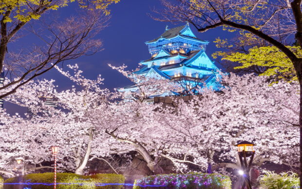 Osaka Castle surrounded by cherry blossoms illuminated at night in spring