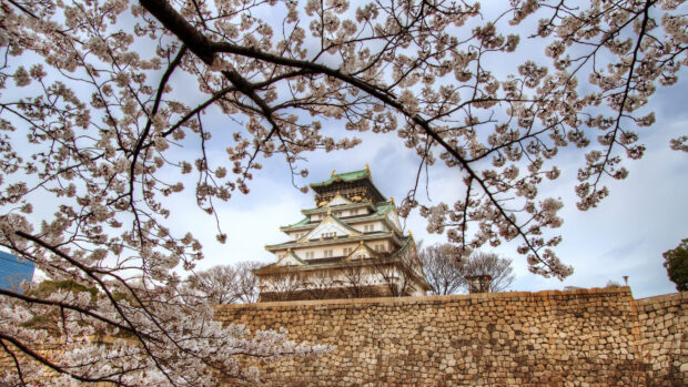 The iconic Osaka Castle surrounded by cherry blossoms in full bloom