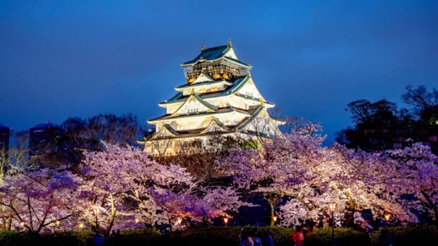 Osaka Castle surrounded by blooming cherry blossoms at dusk in Osaka Castle