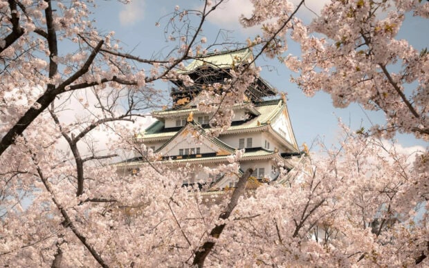 Osaka Castle surrounded by blooming cherry blossoms in springtime
