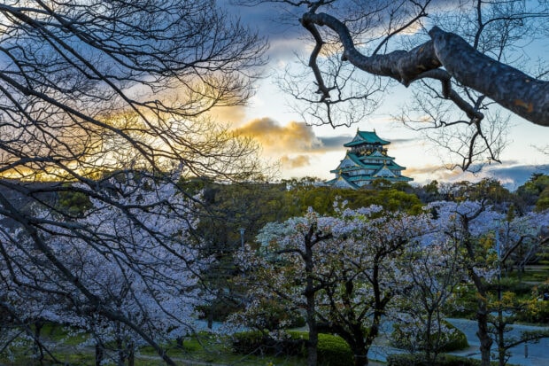 Osaka Castle surrounded by cherry blossom trees during sunset
