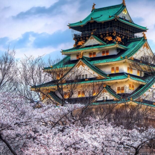 Osaka Castle surrounded by cherry blossoms in full bloom during springtime