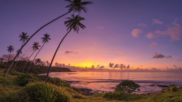 Tropical Pacific Ocean sunset with palm trees and calm sea horizon