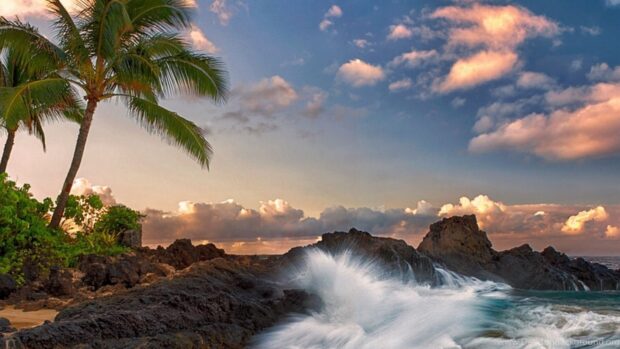 Tropical palm trees and waves crashing on rocky shore along the Pacific Ocean coast