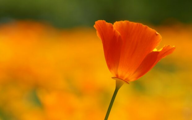 Bright orange poppy flower with blurred yellow floral background in nature field