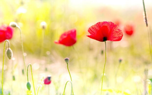 A bright field with blooming poppy flower and green stems under soft sunlight