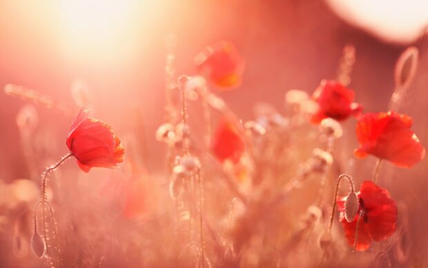 A close up view of a poppy flower blooming in a sunlit field