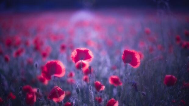 A field of blooming poppy flowers with soft light and blurred background