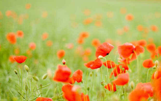 A field of vibrant red poppy flowers gently swaying in the green meadow