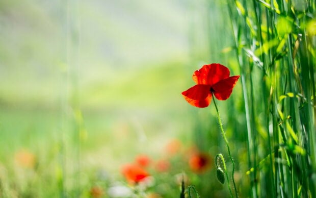 A single bright poppy flower bloom standing tall among green grass in a sunny meadow