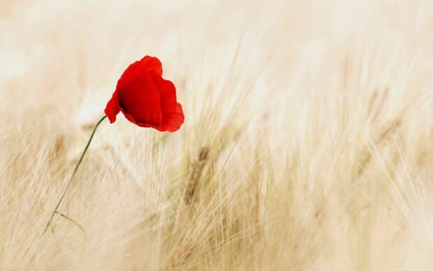A single red poppy flower standing in a soft golden wheat field