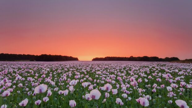 A vast field of poppy flowers under a vibrant sunset sky with green stems and purple tinged petals