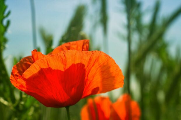 Bright red poppy flower blooming in a green field under a clear blue sky