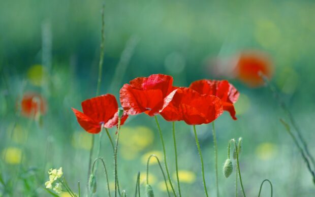 Red poppy flower growing in a green field with yellow wildflowers in the background