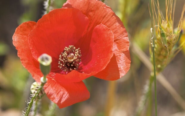 Close up of a bright red poppy flower blooming in nature with green stems and blurred background