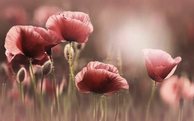 Delicate poppy flowers blooming in a soft natural field with warm light