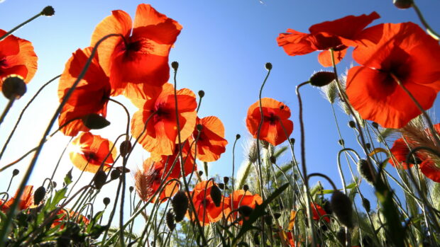 Red poppy flower in a green field under a clear blue sky viewed from below