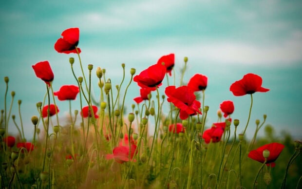 A vibrant field of poppy flowers with bright red petals under a blue sky