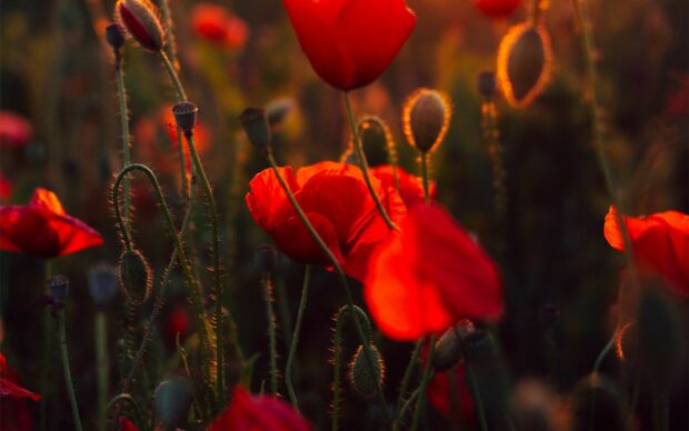 Bright red poppy flower close up with green buds in a dark field at sunset