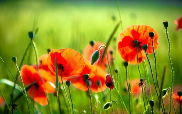 Bright red poppy flower in a green field under sunlight