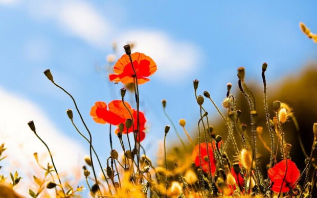 Red poppy flower blooming in the field under a clear blue sky