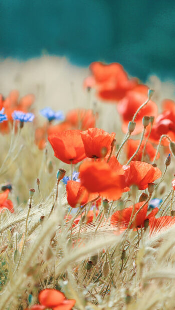 A close up of poppy flowers blooming in a natural field with blue flowers in the background