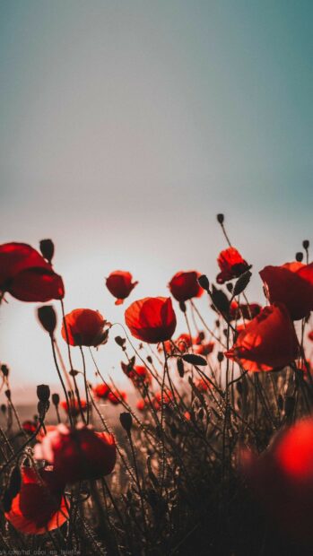 A field of red poppy flowers blooming under the bright sky