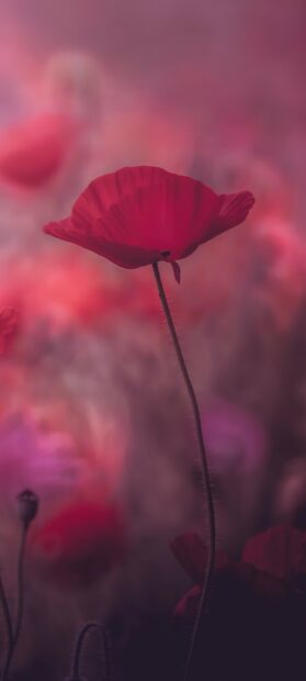 A single vibrant poppy flower standing tall in a blurred colorful field of poppies