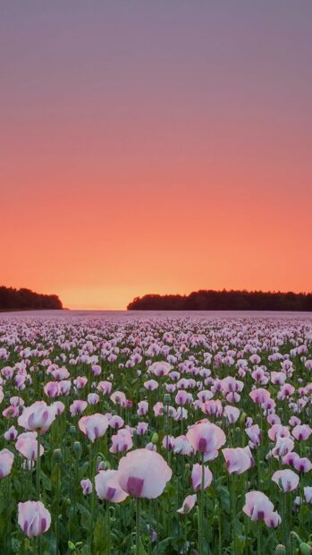 A vast field of poppy flowers blooming under a colorful sunset sky
