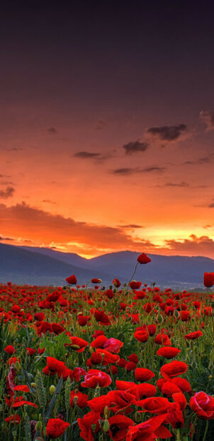 A vibrant field of poppy flowers under a dramatic orange sunset sky