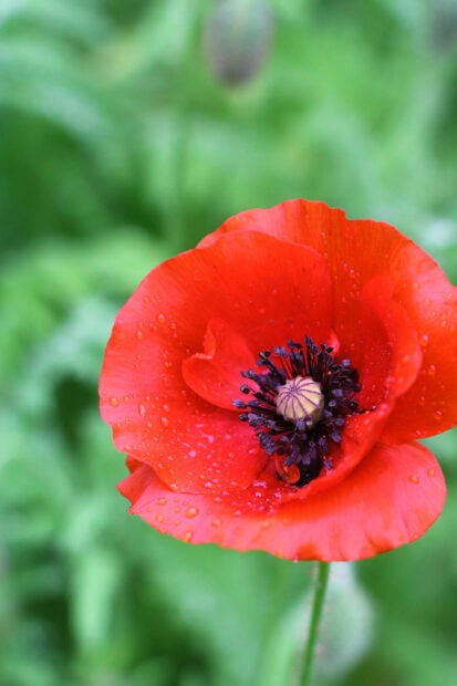 Close up of a vibrant poppy flower with water droplets and green blurred background