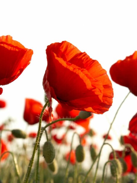 Close up of vibrant poppy flower petals glowing in sunlight
