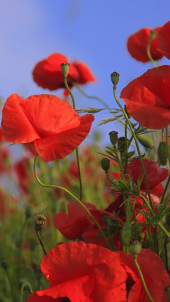 Red poppy flower blooming in a field under a clear blue sky