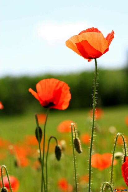 A close up of a vibrant red poppy flower blooming in a green field