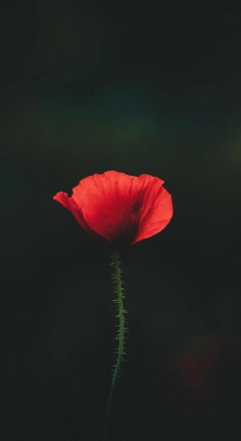 A single poppy flower with a slender green stem against a dark background
